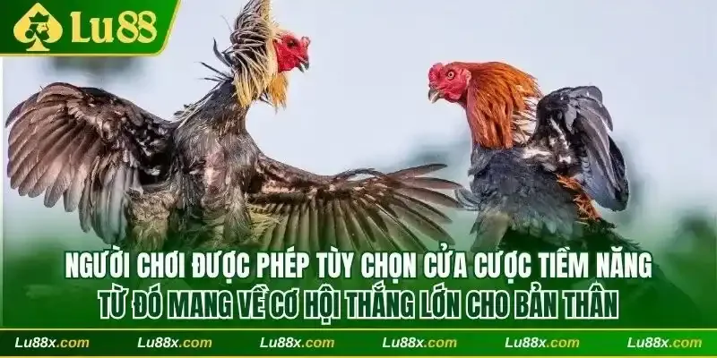 Người chơi được phép tùy chọn cửa cược tiềm năng